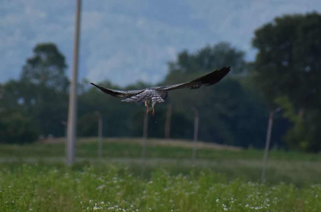 Albanella minore (Circus pygargus), maschio